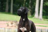 DOGUE ALLEMAND 836